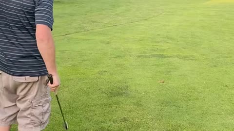 How to Birdie from the Tips