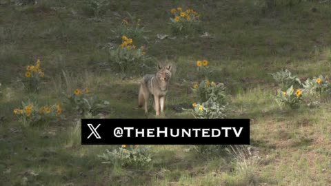 Coyote Busting Turkey Hunt - The Hunted Land & Sea