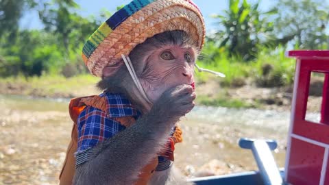 Monkey Baby Bim Bim and Obi go fishing on the boat and meet SHARK-16