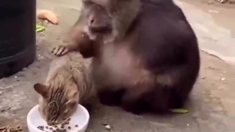 Monkey and His Cat Pal