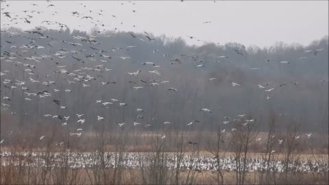 A large flock of Snow Geese near Henderson Kentucky
