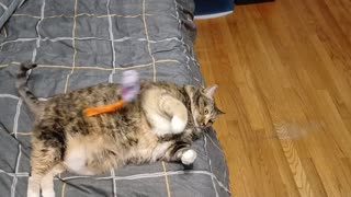 Cat Playing