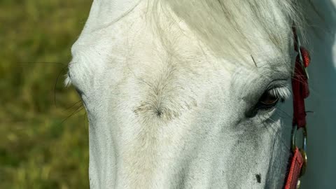 White Horse Staring at the Camera and Looks Directly