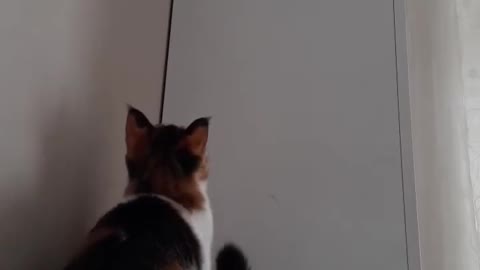 Cat Slips And Falls Down While Attempting To Climb On Cupboard
