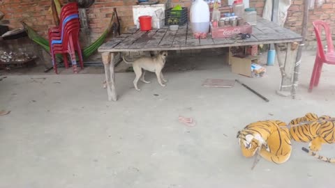 funny dogs prank