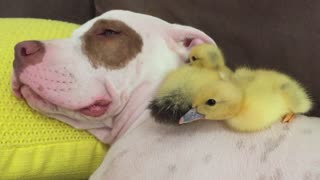 Cachorro rescatado duerme la siesta con patitos bebé