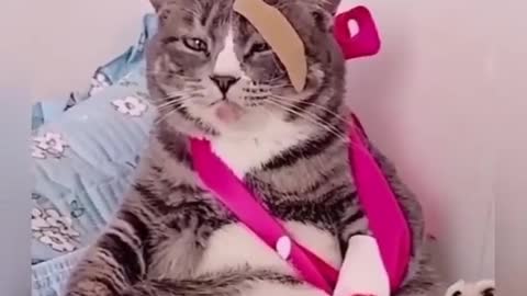 This poor cat made an unfortunate accident
