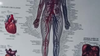 Circulatory system