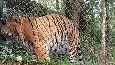 Tiger in Cage | Tiger Video | Animal Video