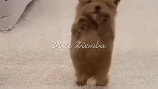 These dogs have got some serious dance moves! 🐶💃