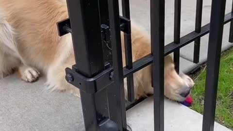 If you think goldens are smart, you are wrong.