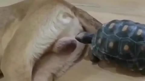 How do dogs react to tortoise?
