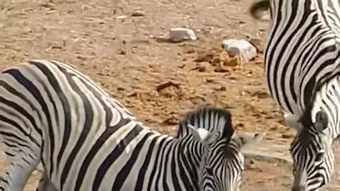 Zebra to zebra attack