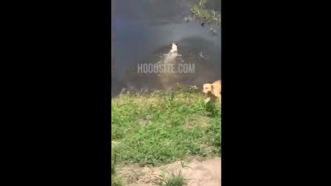 Dog Gets Eaten By Alligator While Swimming In Brazil River