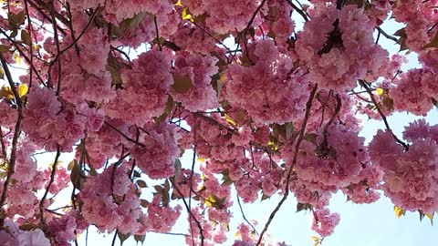 Pink flower tree