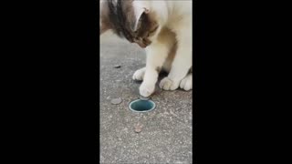 Funny Cats and Dogs! Hilarious Compilation of Adorable and Wacky Pet Moments