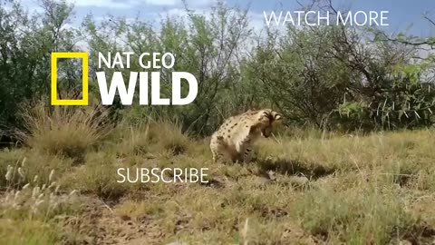 Sand Cat Kittens Filmed in the Wild for First Time