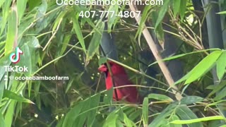 Look At This Cardinal Bird in our Beautiful Bamboo Plants 407-777-4807 Ocoee Bamboo Farm