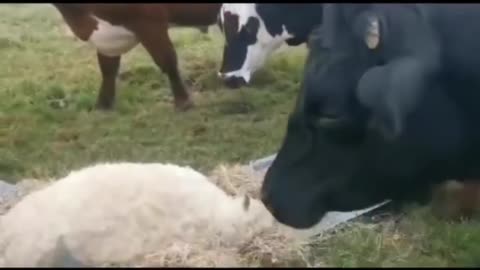 Cows saying buy to there friend