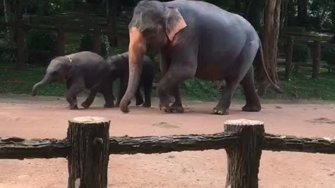 Elephant twin in Sri lanka