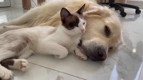 The adorable love between a Golden Retriever and a Cat