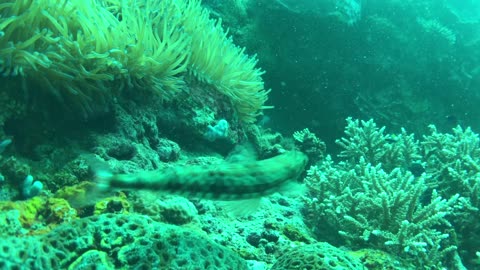 A shy lizardfish and sea anmone in the reef