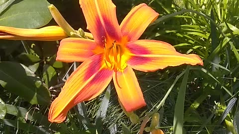 Tiger Lily