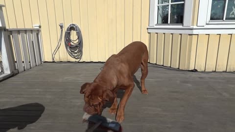 dogue-de-bordeauxs-playing-with-a-broom