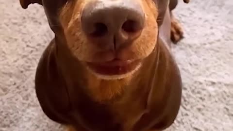 Funny animals-funny cats and dogs -funny animal video 2023-2024