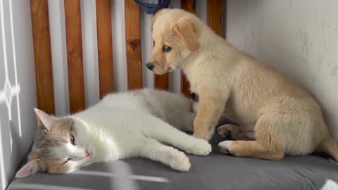 Funny Kitten Shocked by the New Puppy!