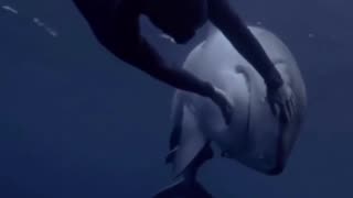 Playing With a Shark