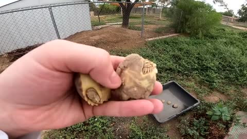 Baby Tortoises Hatching Out of the Ground-14