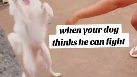 OMG Dog fighting like cat!🙄🙄🙄