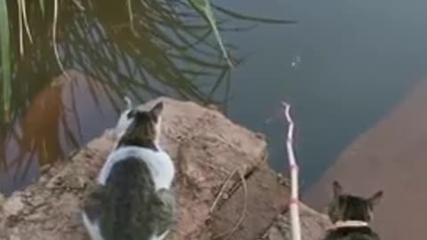 Best Fishing Video
