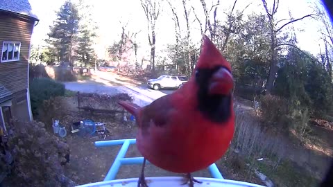 Northern Cardinal in Connecticut