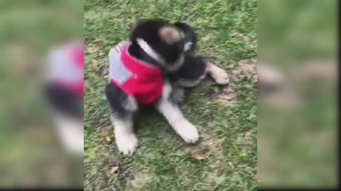 Baby Dogs: Five of the Cutest and Funniest Dog Videos | Aww Animals