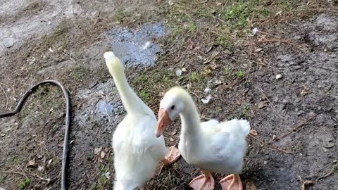 Fun With Baby Goslings