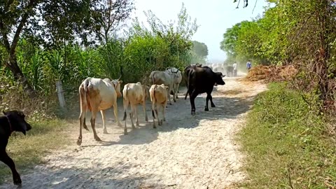 Indian Village Life In UP India Farmer || Natural Life Style Uttar Pradesh || Real Life India