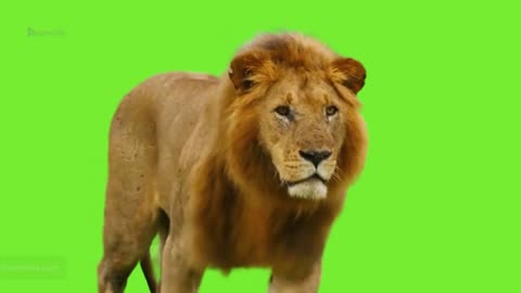 Lion Roaring Green Screen Free Chroma key Video Editing Graphics Raqmedia