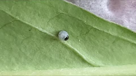 Monarch Butterfly Caterpillar Hatches From his Egg 2023
