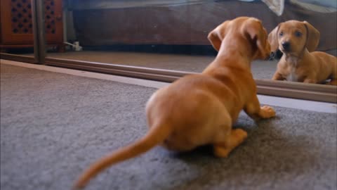 A dog fights with his reflection in the mirror