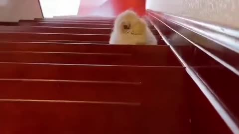 You look too cute on the ladder