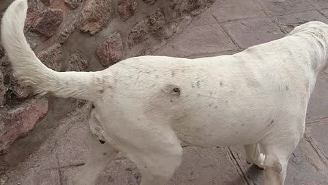 funny dog scratching its butt on inkas wall