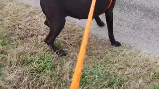 #20 female black lab #27 male red lab mix Feb2022