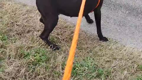 #20 female black lab #27 male red lab mix Feb2022