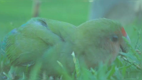 Rosy Faced Lovebird Eating On The Ground Beautiful Lovebird