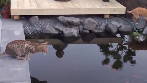 Cats who hate water