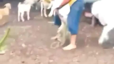 Funny moments and cute 😁 animals