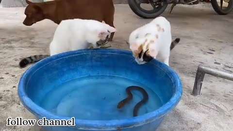 Cute animal funny funny kitty playing