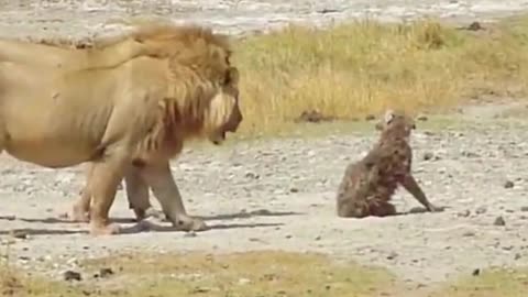 What animal is the lion teasing?